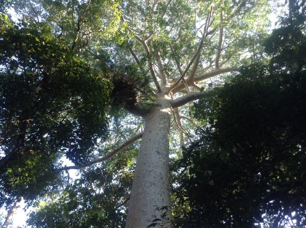 オーストラリア連邦・ケアンズ「オーストラリア」の写真