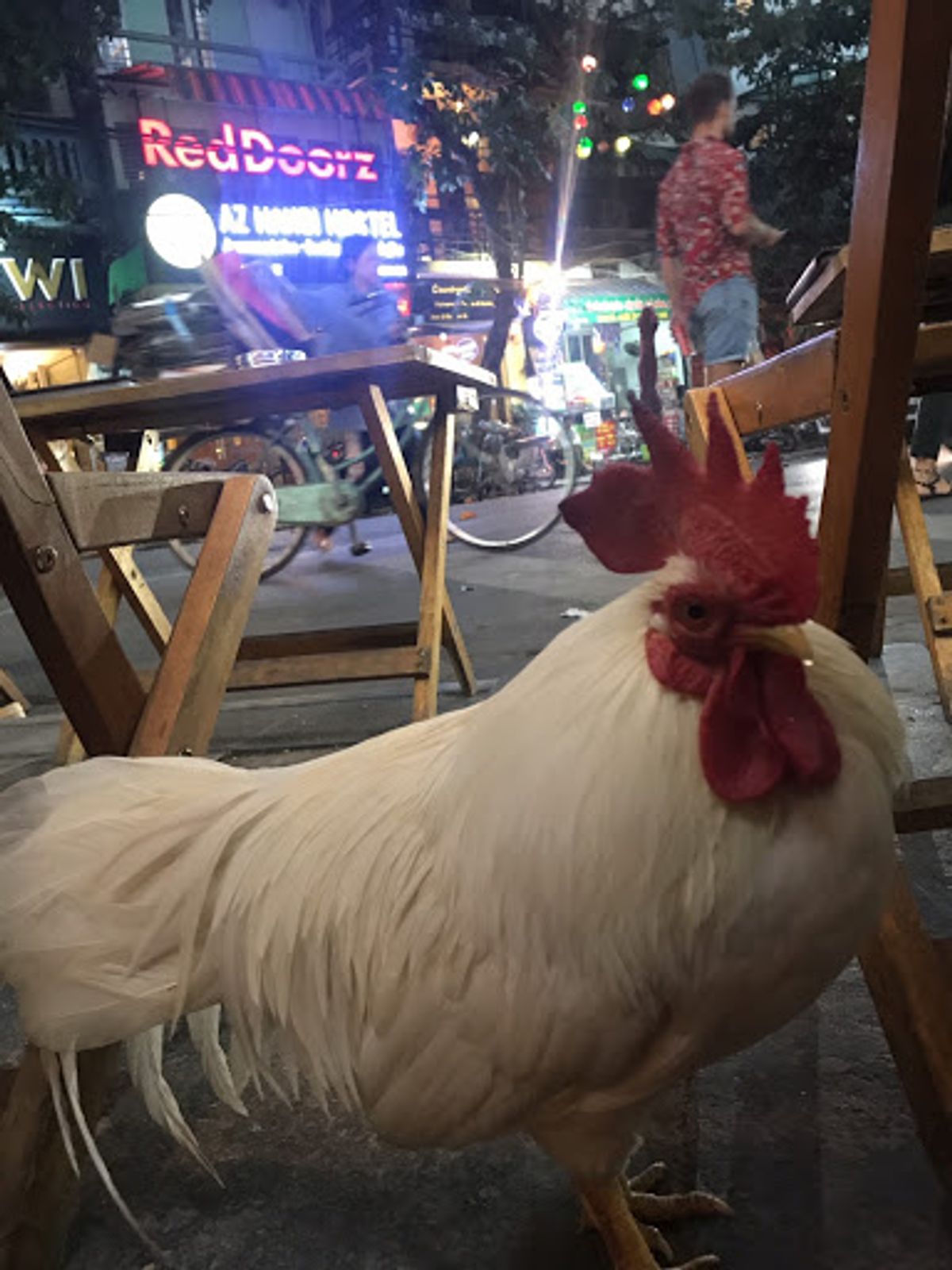 ハノイにはいたるところにカフェが。ビールを飲んでいると突然イスの下からニワ...