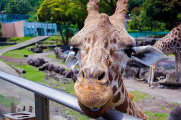 日本・静岡県「2019.6.27-6.28 静岡県」の写真