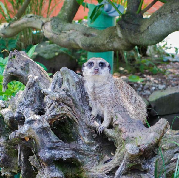 日本・静岡県「2019.6.27-6.28 静岡県」の写真