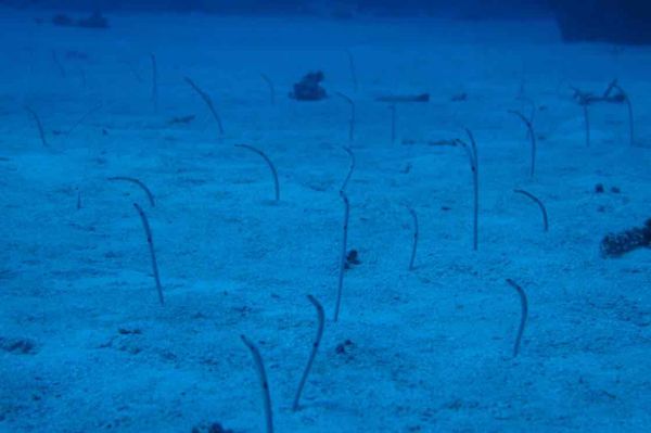 日本・沖縄県「2019.5.14-5.16 波照間島」の写真