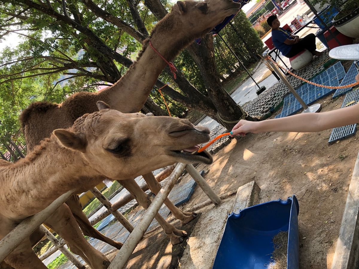 チャアムのキャメルリパブリック