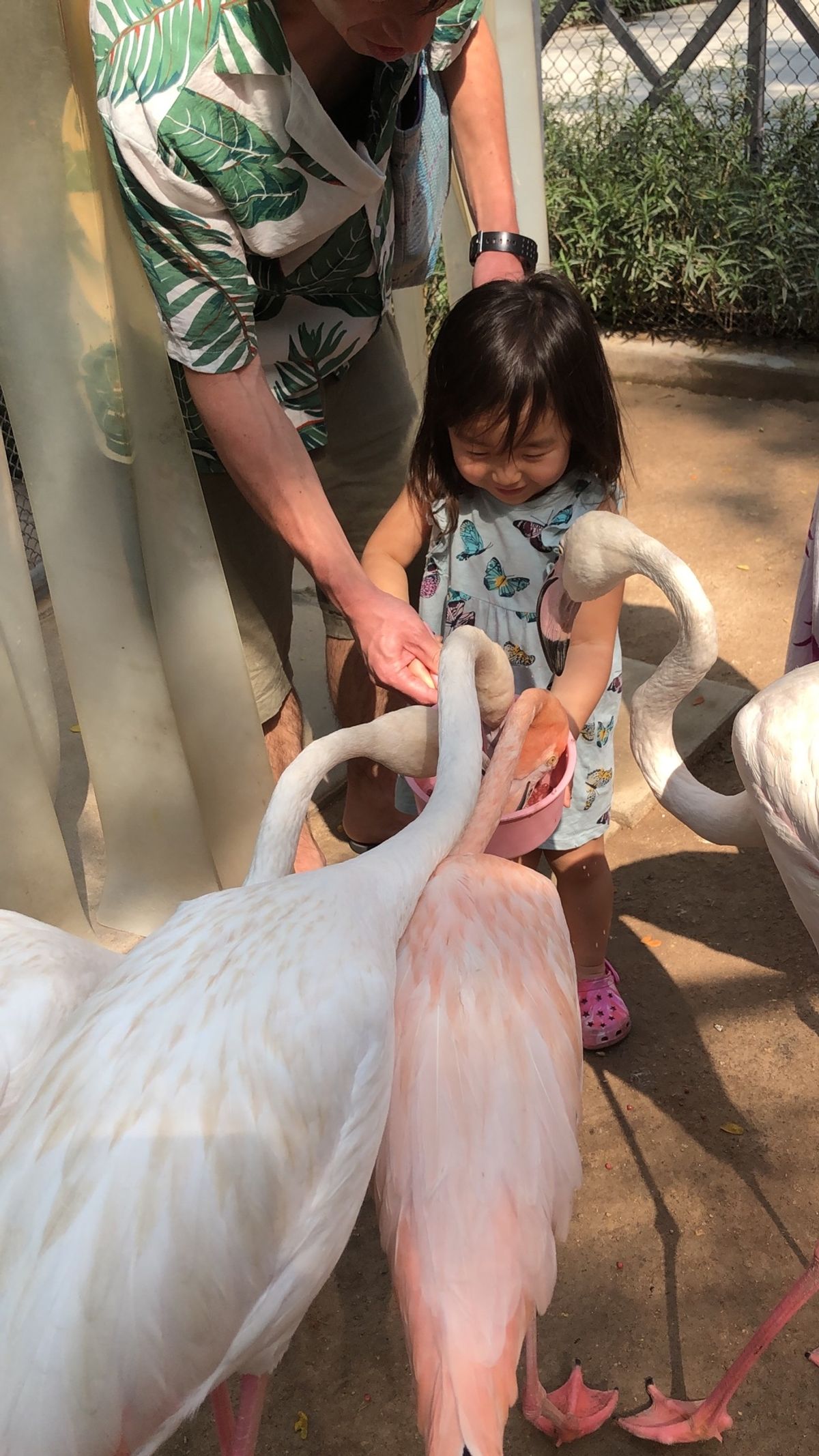 チャアムのキャメルリパブリック