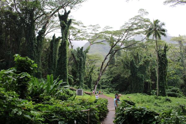 アメリカ(米国)・ハワイ「ハワイ2」の写真：ハワイの魅力に気づきだす。