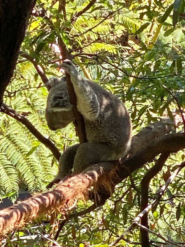 オーストラリア連邦・シドニー「動物達と戯れたシドニー」の写真：中に人入ってるんかなぁ？って思えるほど
...