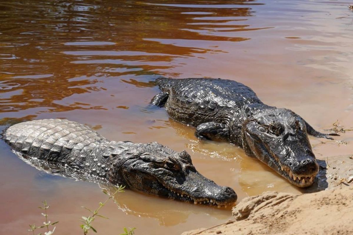 カンポグランジの町から西へ車で進むと、南パンタナールの湿地が見えてきます。...