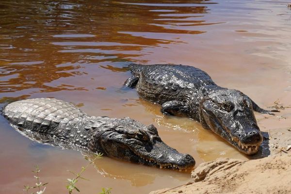 ブラジル・Natal「ブラジル旅」の写真：カンポグランジの町から西へ車で進むと、南...