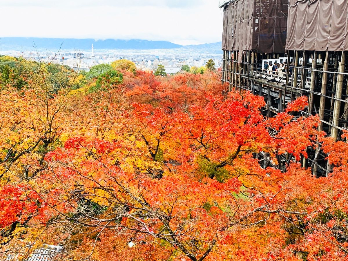 清水寺の紅葉。王道。きれいだな〜
改修工事中だったので、改修工事終わって完...