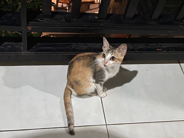 インドネシア・バリ「ウブド」の写真：何故かホテルの部屋の前に猫が集まって来て...