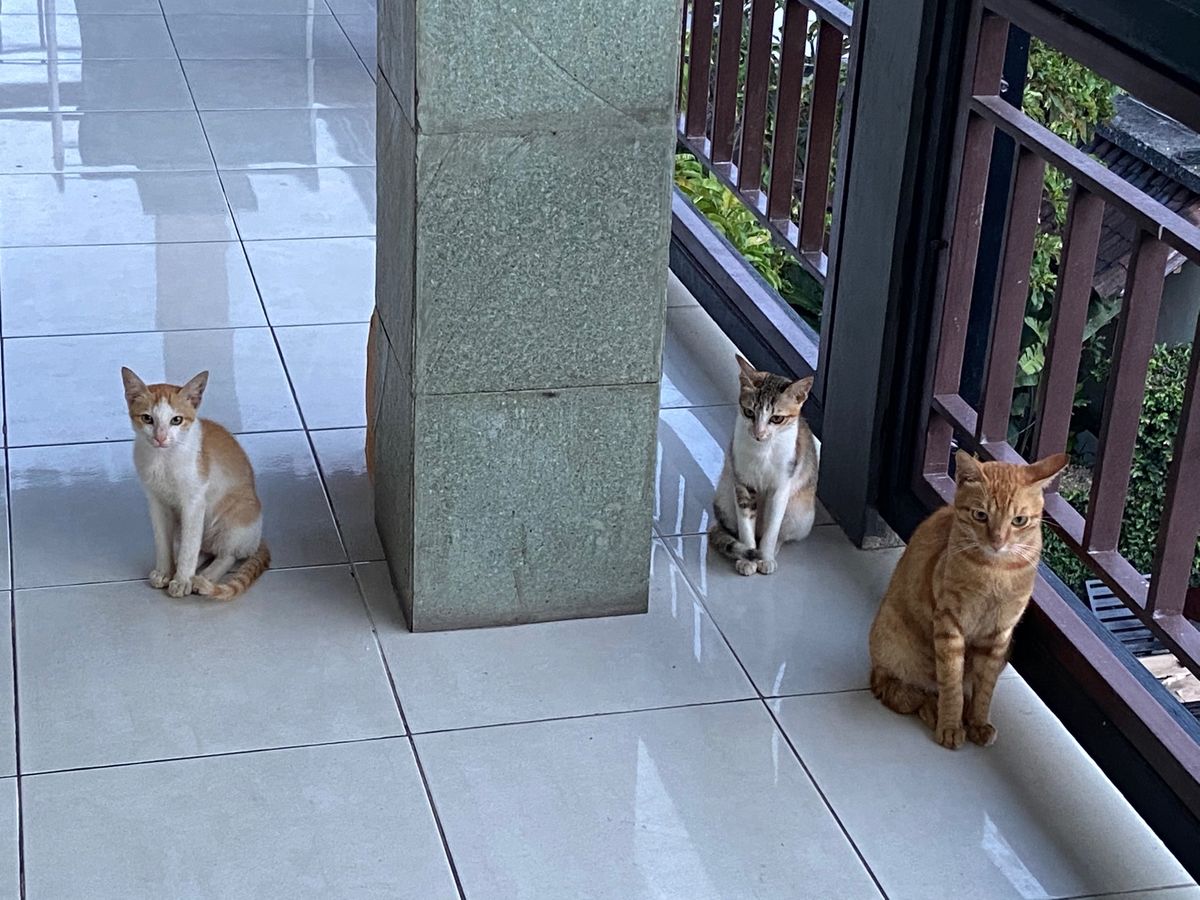 何故かホテルの部屋の前に猫が集まって来ている…
痩せてるから何か食べもの与...