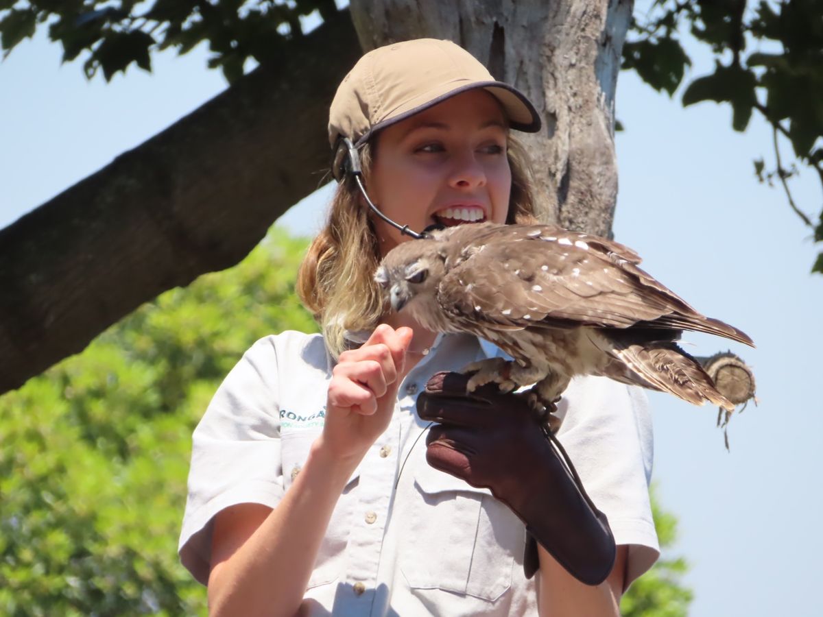 猛禽類もショーに登場
カッコいい！

でも飛ぶタイミングがスムーズすぎて
...