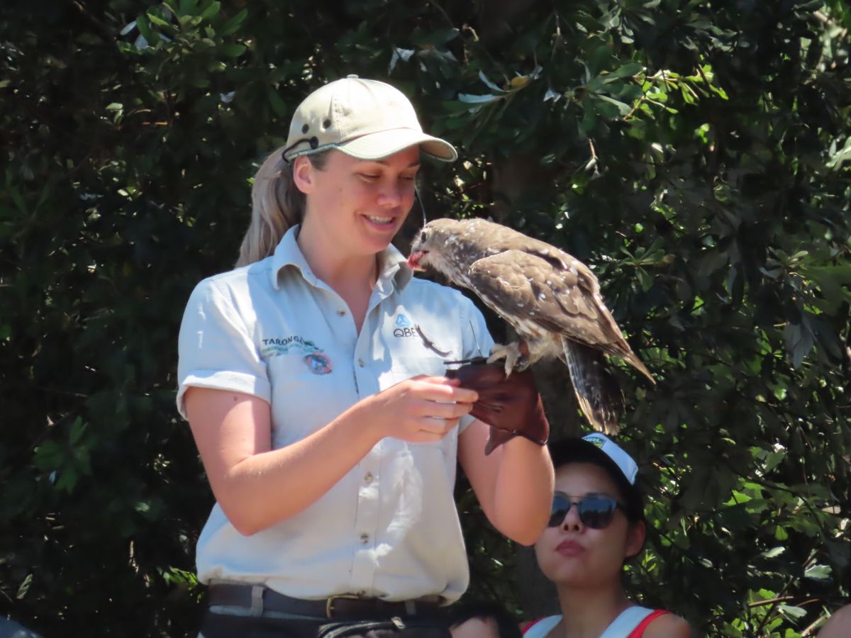 猛禽類もショーに登場
カッコいい！

でも飛ぶタイミングがスムーズすぎて
...
