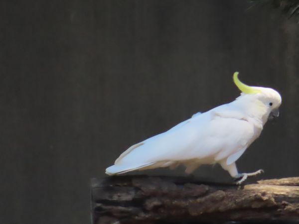 オーストラリア連邦・シドニー「動物達と戯れたシドニー」の写真：オーストラリアといえばコカトゥー！

器...