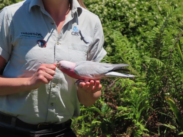 オーストラリア連邦・シドニー「動物達と戯れたシドニー」の写真：お利口さんに餌を食べてたモモイロインコちゃん😍