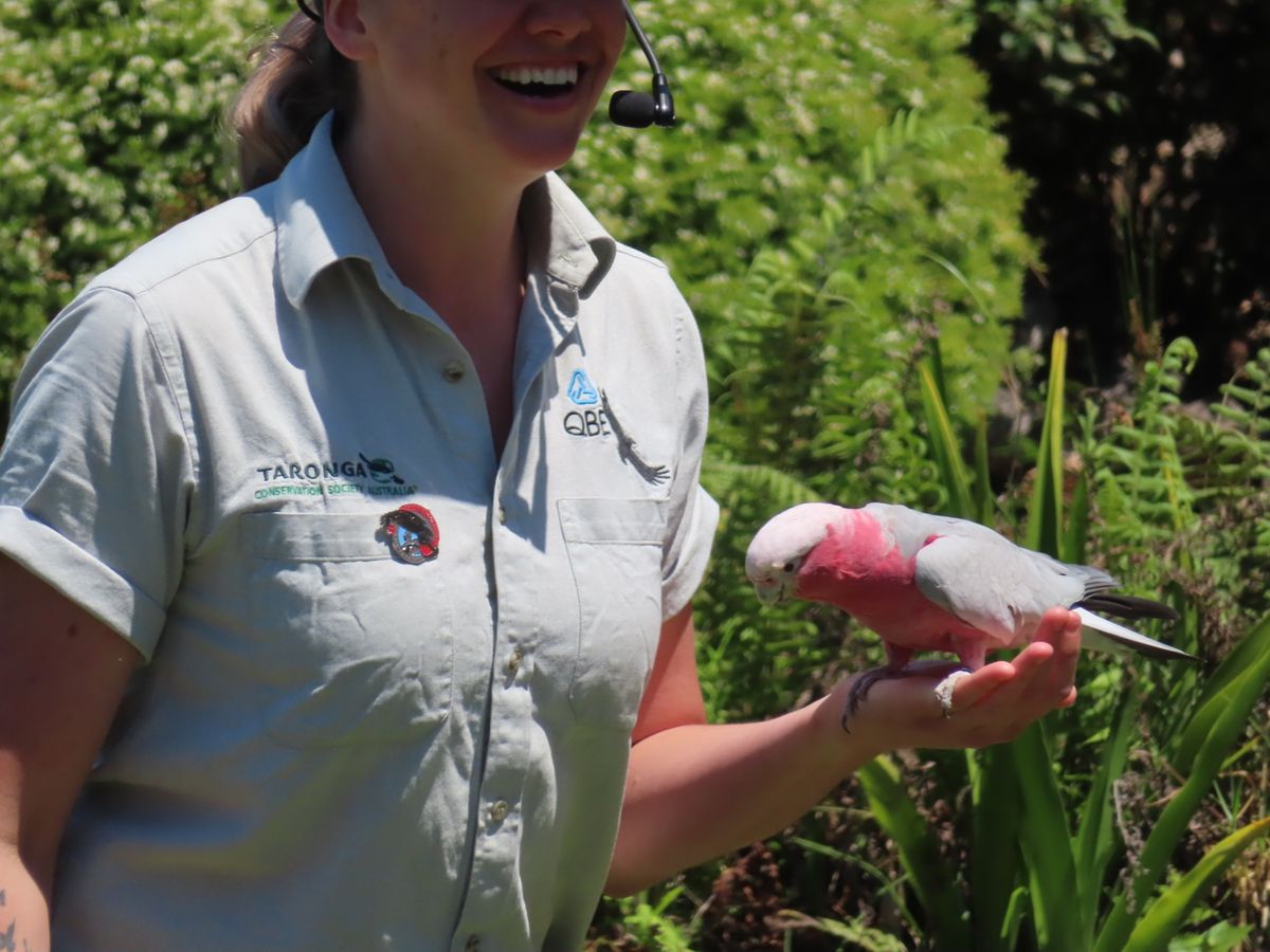 お利口さんに餌を食べてたモモイロインコちゃん😍
