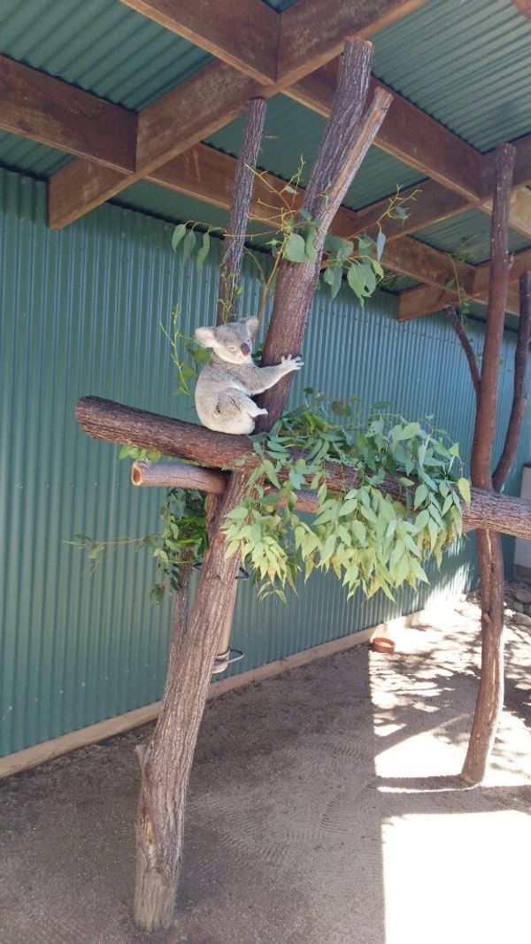 オーストラリア連邦・ケアンズ「ケアンズ」の写真