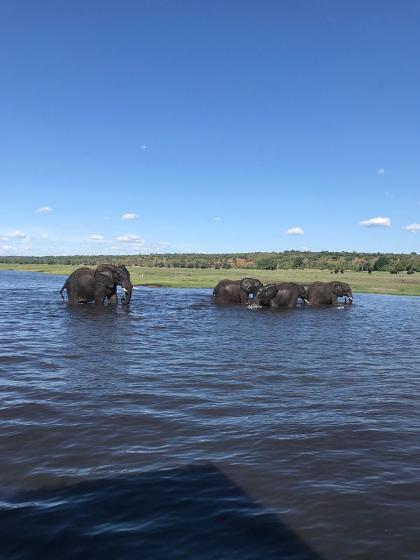 カサネ「ボツワナ」の写真