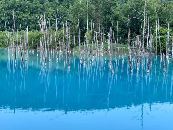 日本・札幌「北海道旅行」の写真：美瑛観光。
青い池と四季彩の丘。