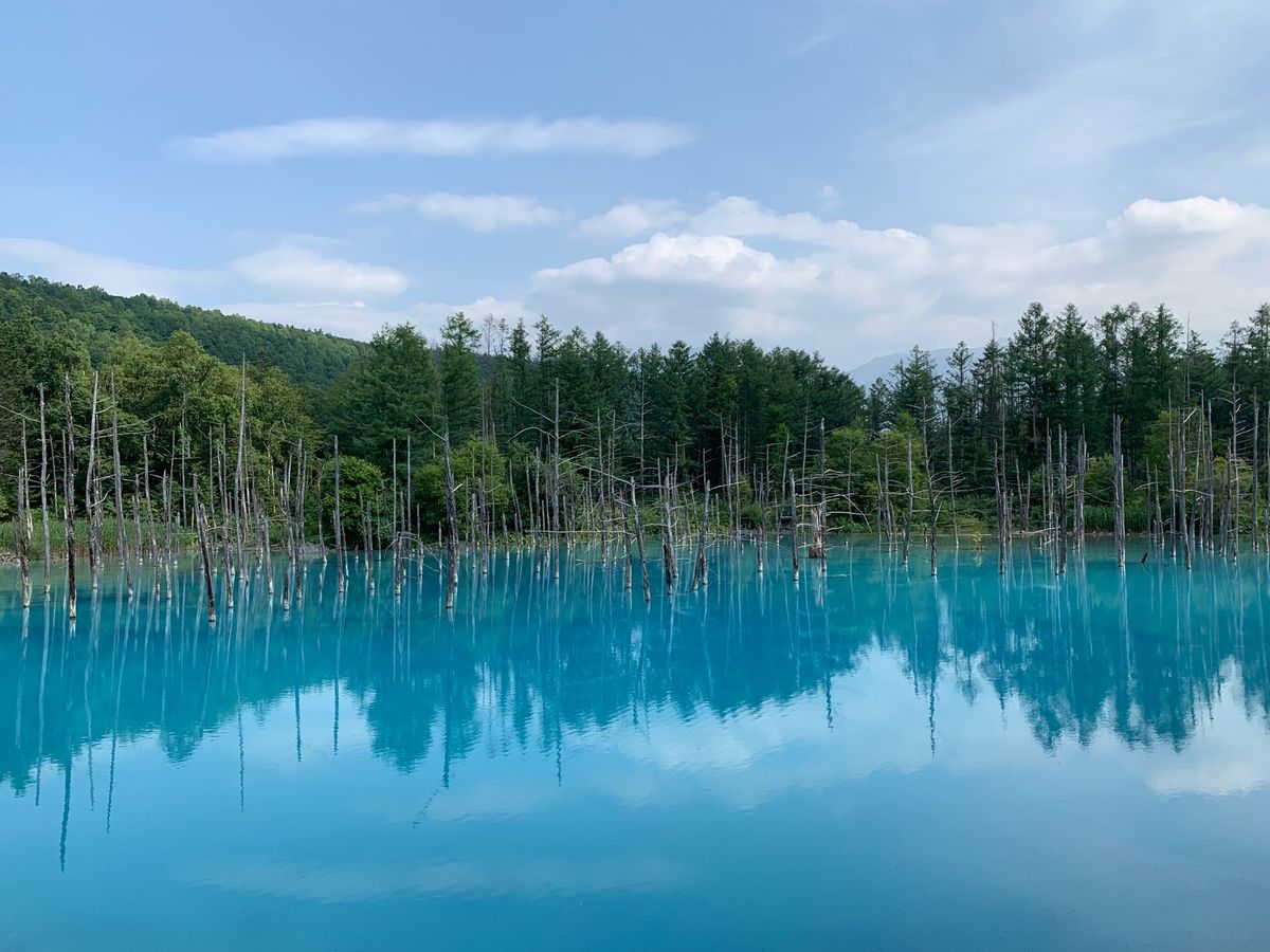 美瑛観光。
青い池と四季彩の丘。