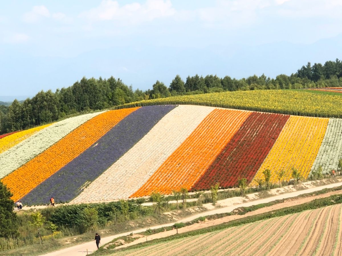 美瑛観光。
青い池と四季彩の丘。