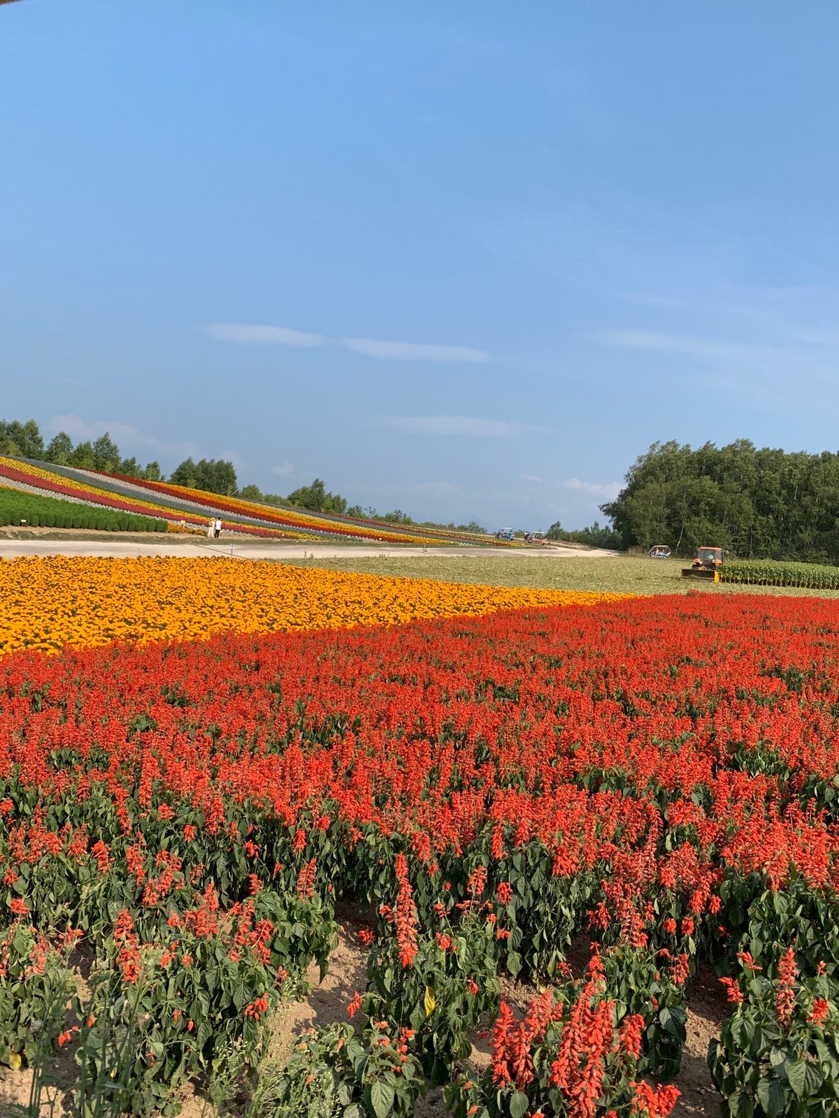 美瑛観光。
青い池と四季彩の丘。