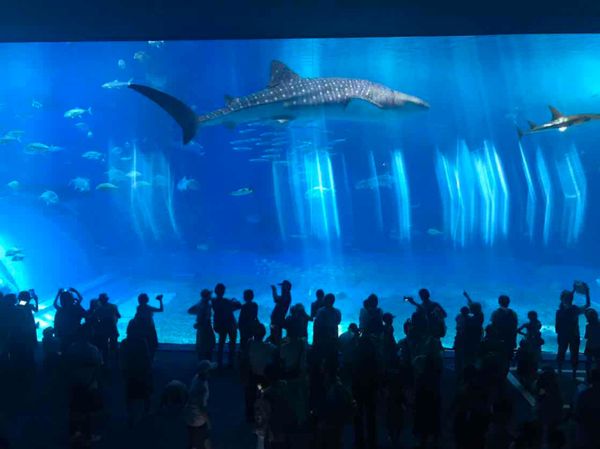 日本・座間味島「沖縄旅行」の写真：定番、美ら海水族館。
ジンベエザメスポッ...