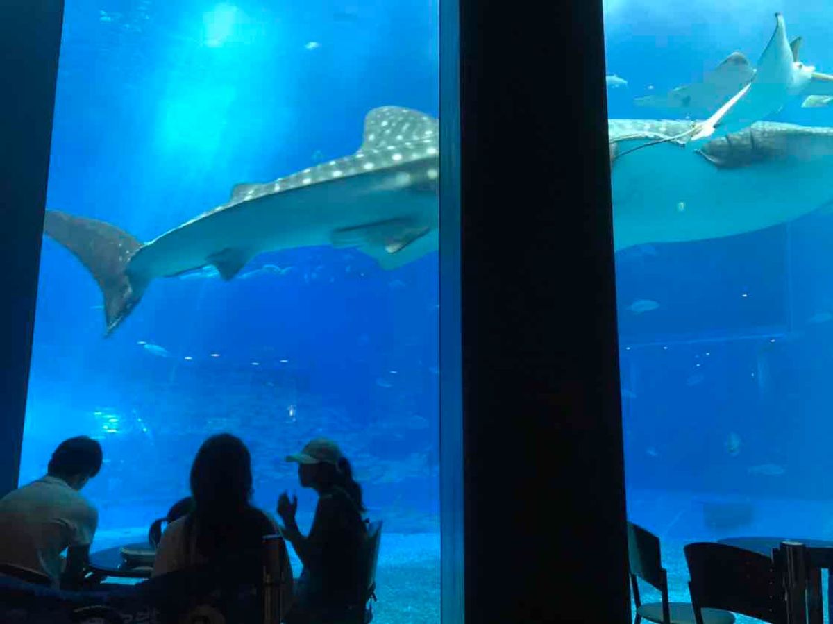 定番、美ら海水族館。
ジンベエザメスポットの横に軽食を食べられる所があるこ...