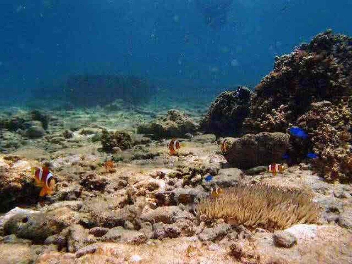 恩納でシュノーケリング。
お魚に餌をあげたり、ナマコに触れたり。ニモも発見...