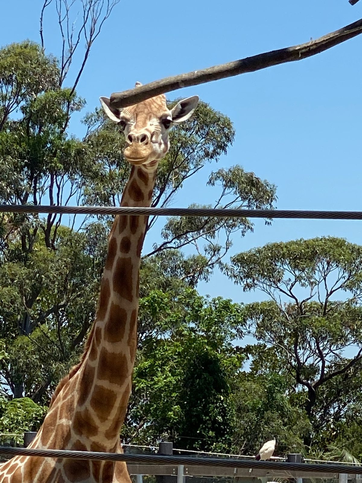 🦒の説明看板可愛い！わかりやすい！