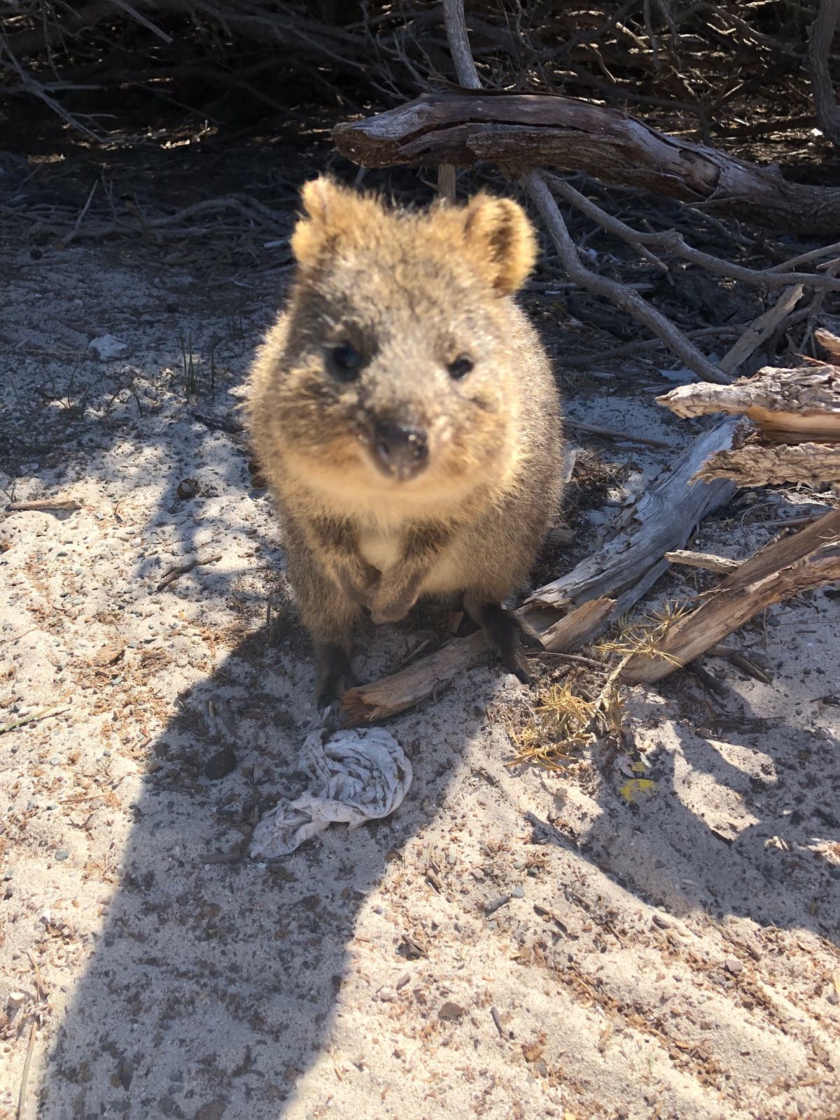 パースに行ったら絶対に行って欲しいロットネスト島。
エイやタコなどいろんな...