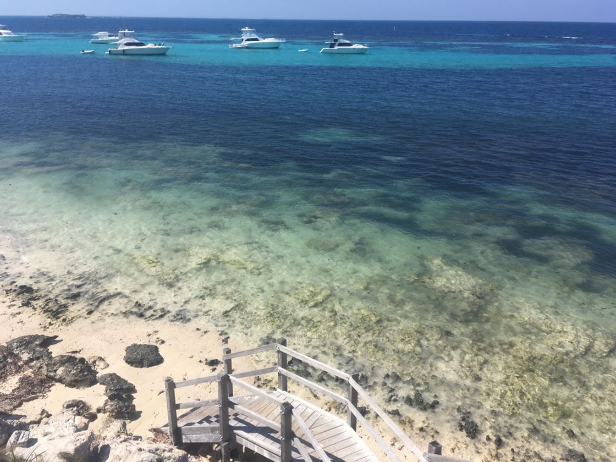 パースに行ったら絶対に行って欲しいロットネスト島。
エイやタコなどいろんな...