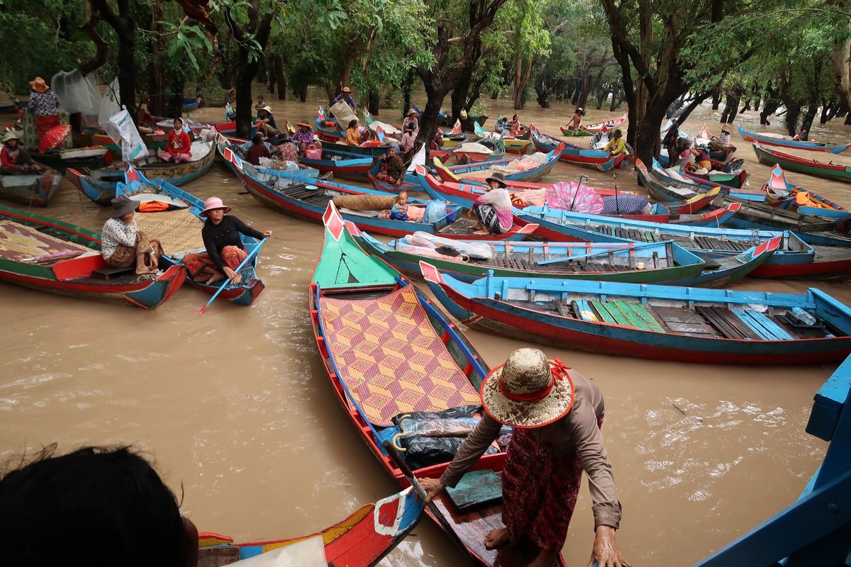 トンレサップ湖でマングローブ林をクルーズ。濁った水と緑の木のコントラストが...