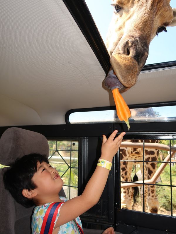 インドネシア・バリ島「６歳娘と旦那とバリ島」の写真：バリサファリ。ジープでエサやりできるコー...