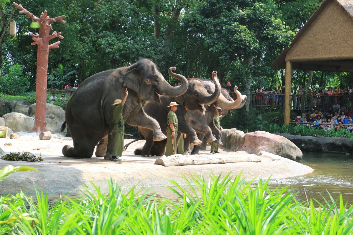シンガポール動物園。檻がないことで有名ですが、お堀があるせいで動物がちょっ...