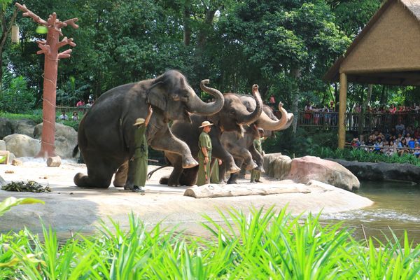 シンガポール「🇸🇬シンガポール〜２歳娘と義父母と義おじおばと旦那と私〜」の写真：シンガポール動物園。檻がないことで有名で...