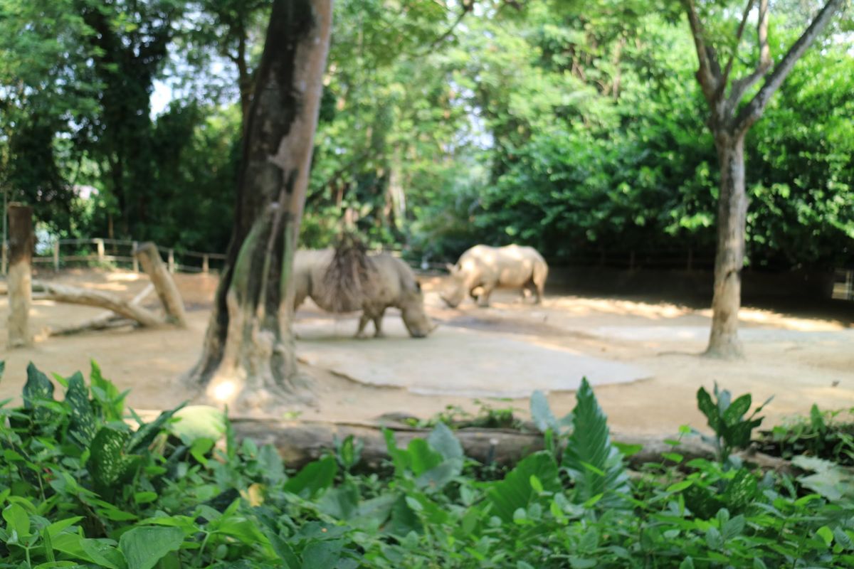 シンガポール動物園。檻がないことで有名ですが、お堀があるせいで動物がちょっ...