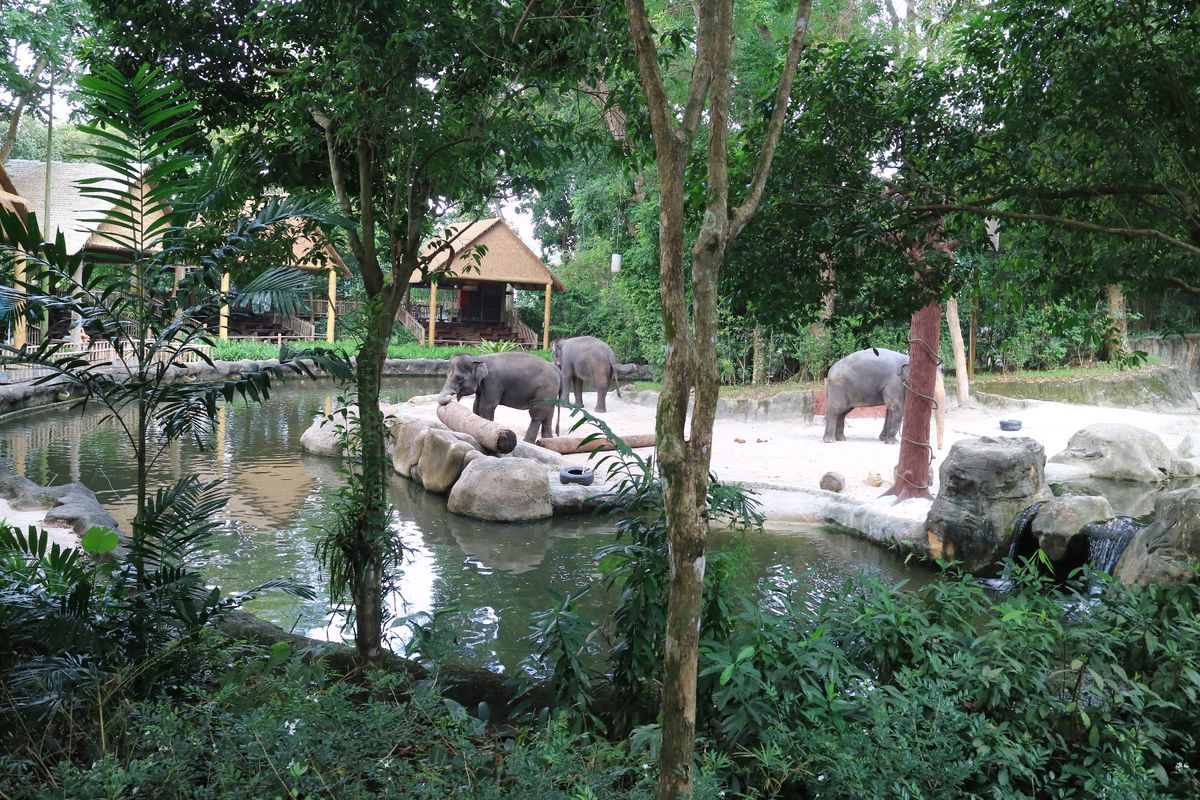 シンガポール動物園。檻がないことで有名ですが、お堀があるせいで動物がちょっ...