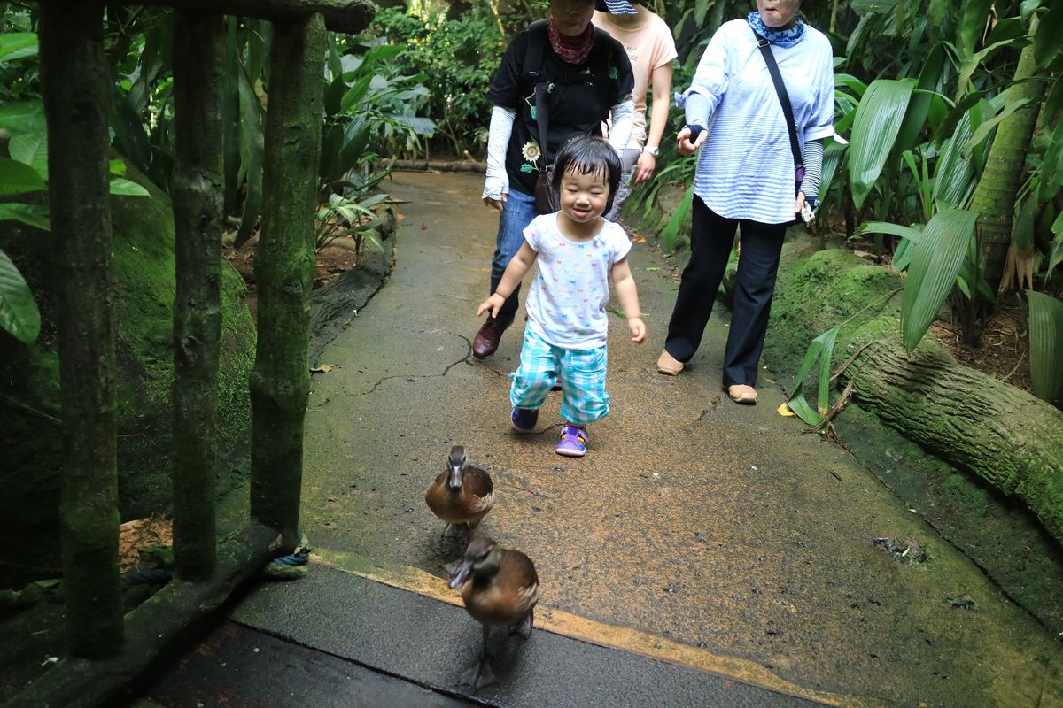 シンガポール動物園。檻がないことで有名ですが、お堀があるせいで動物がちょっ...