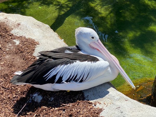 オーストラリア連邦・シドニー「動物達と戯れたシドニー」の写真：対面すると思った以上にデカい😅