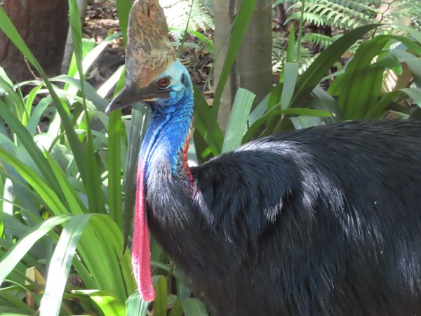 オーストラリア連邦・シドニー「動物達と戯れたシドニー」の写真：でっか！！何この鳥さんでっか！
と思った...
