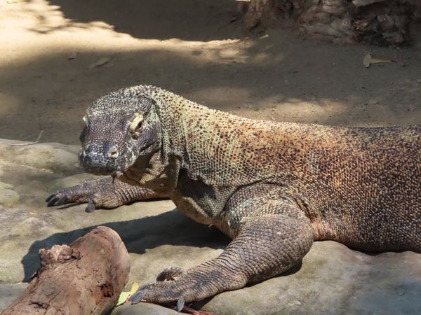 オーストラリア連邦・シドニー「動物達と戯れたシドニー」の写真：この舌👅の唾液のところに毒があるのかぁ〜...