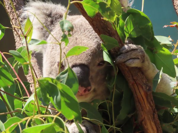オーストラリア連邦・シドニー「動物達と戯れたシドニー」の写真：これはエンカウンターじゃなくて
柵の外か...