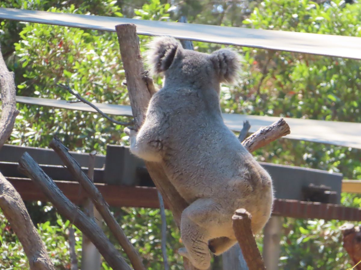 これはエンカウンターじゃなくて
柵の外から望遠で撮影した写真📸

後ろ姿の...