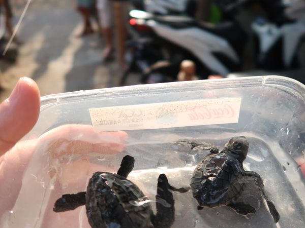 インドネシア・バリ島「６歳娘と旦那とバリ島」の写真：クタビーチで、海亀保護団体が子ガメが生ま...