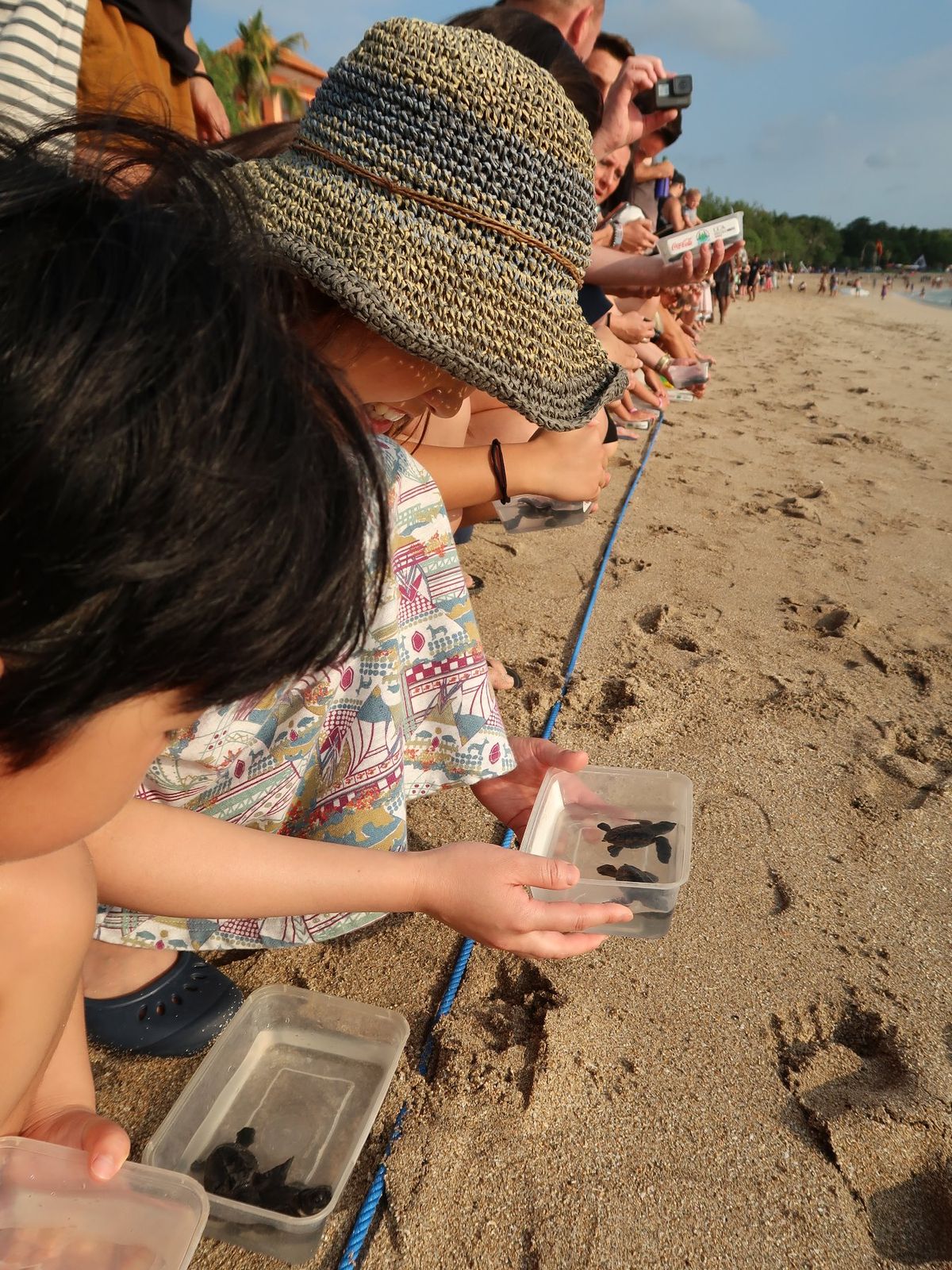 クタビーチで、海亀保護団体が子ガメが生まれる夏の時期に、子ガメ放流イベント...