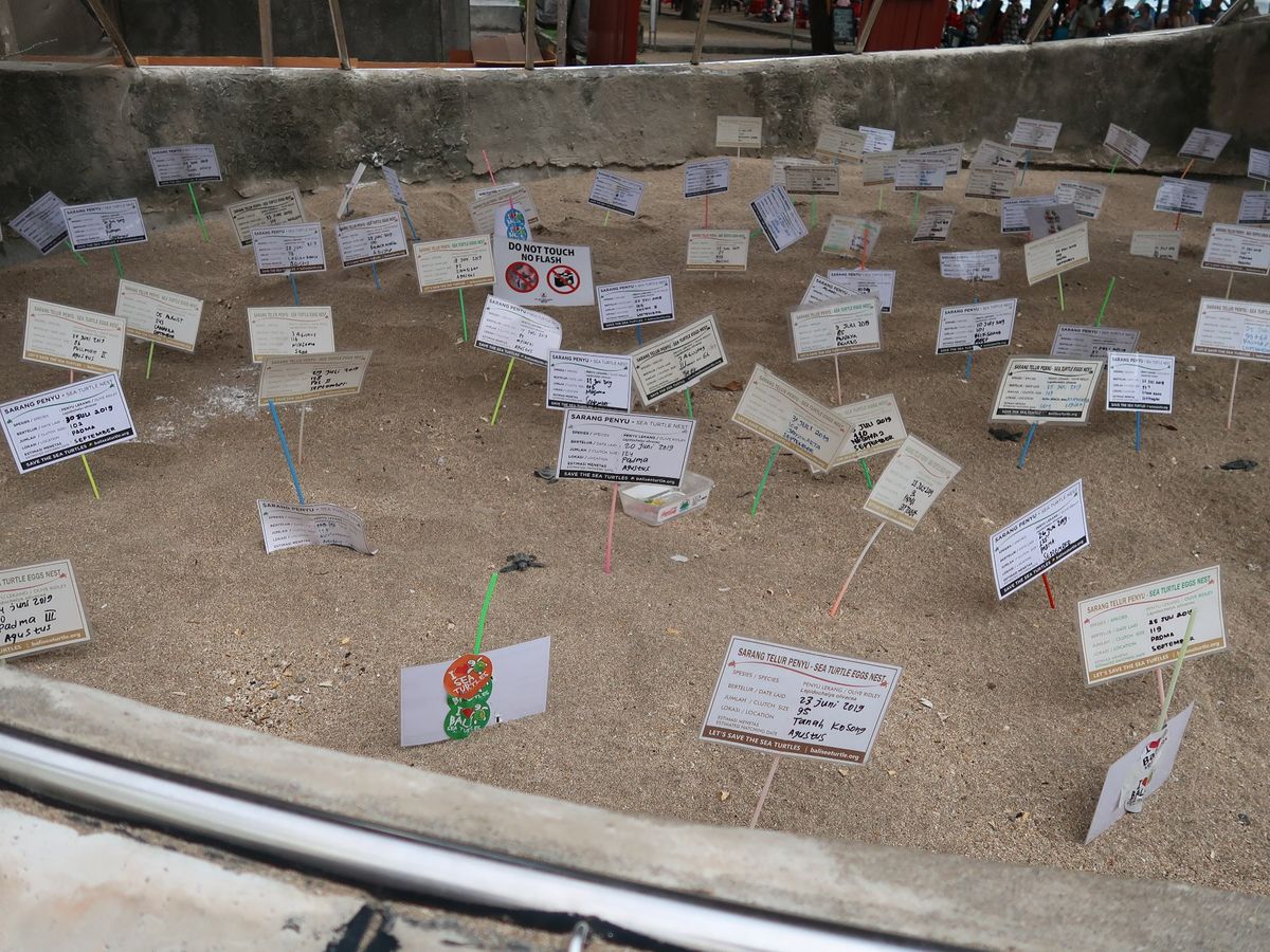 クタビーチで、海亀保護団体が子ガメが生まれる夏の時期に、子ガメ放流イベント...