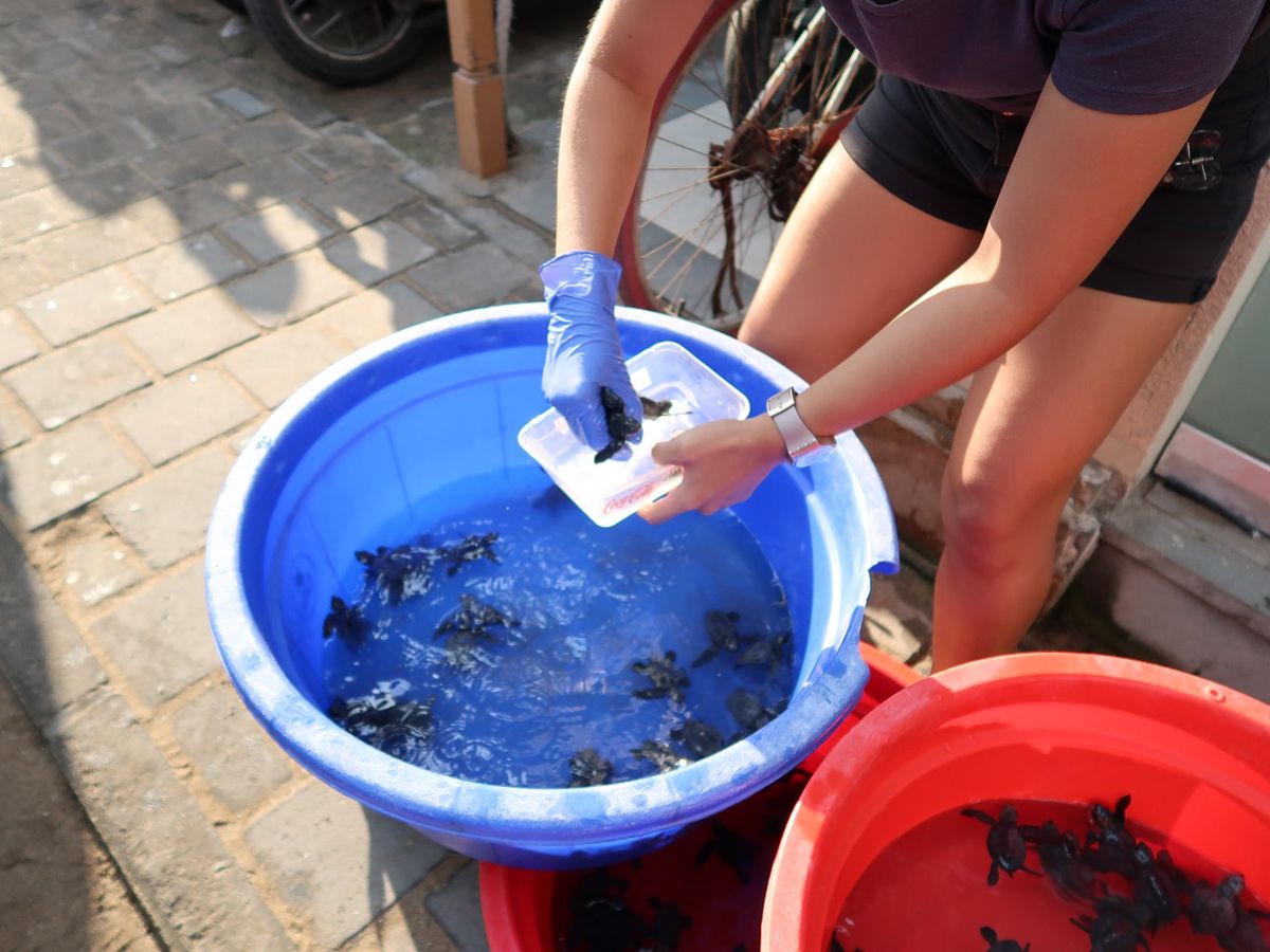 クタビーチで、海亀保護団体が子ガメが生まれる夏の時期に、子ガメ放流イベント...