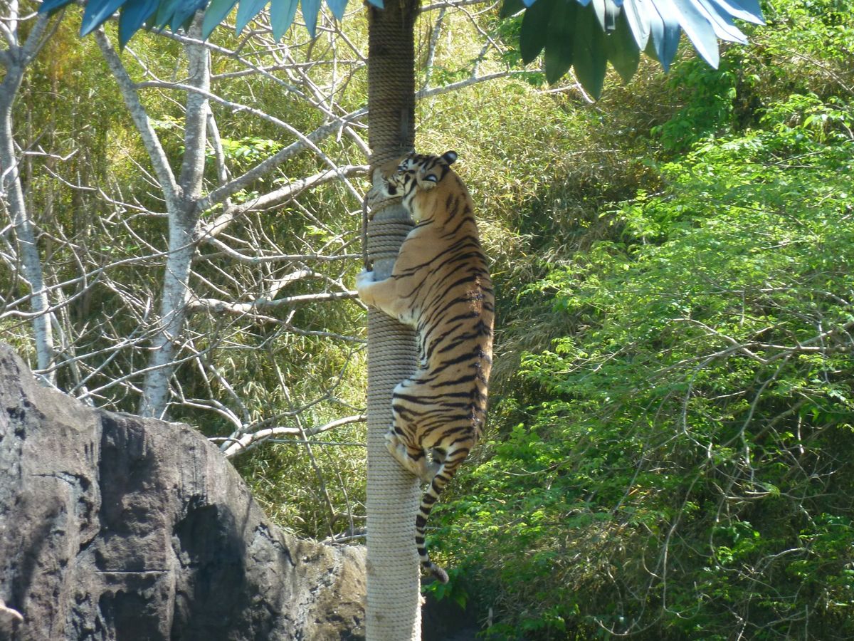 バリサファリのショー。驚きがあって楽しめました！