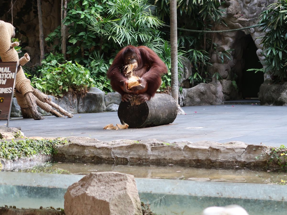 バリサファリのショー。驚きがあって楽しめました！