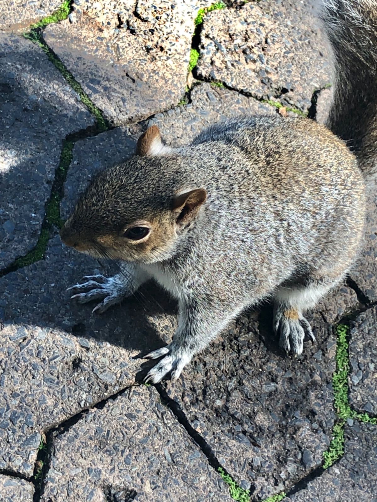 ディストリクトシックスの後は南アフリカ博物館へ行くことに🏃‍♀️
途中カン...